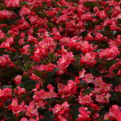 Surefire® Rose - Begonia benariensis