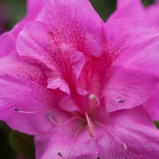 Bloom-A-Thon Lavender Rhododendron (azalea)