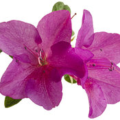 Bloom-A-Thon® Lavender - Reblooming Azalea