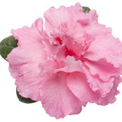 Bloom A Thon Pink Double Reblooming Azalea Rhododendron X Proven Winners