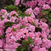 bloom-a-thon_pink_double_azalea-2.jpg