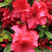 Bloom-A-Thon® Red - Reblooming Azalea - Rhododendron x