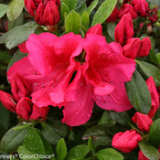 bloom-a-thon_red_rhododendron-5664.jpg