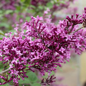 Bloomerang Dark Purple lilac
