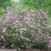 Bloomerang Purple Syringa (lilac)