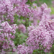 bloomerang_purple_syringa-1365.jpg