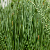 Graceful Grasses® Blue Mohawk® - Soft Rush - Juncus inflexus