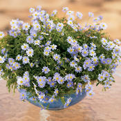 Thumbnail of Beauty Shot: blzephyrbeauty.jpg