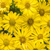 Bright Lights™ Yellow - African Daisy - Osteospermum hybrid