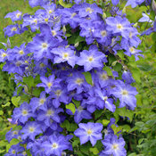 brother_stefan_clematis_blue_flowers.jpg