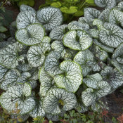 'Jack Frost' - Heartleaf Brunnera, Siberian Bugloss - Brunnera macrophylla