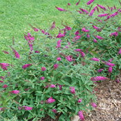 Lo & Behold Ruby Chip® - Butterfly Bush - Buddleia x