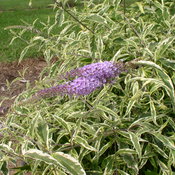 Buddleia 'Summer Skies' (butterfly bush) 