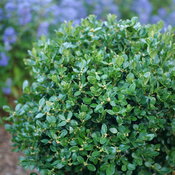 A perfectly rounded Neatball boxwood with tiny glossy leaves.