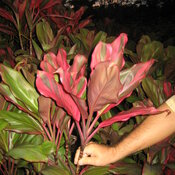 Bali Red - Cabbage Palm - Cordyline fruticosa