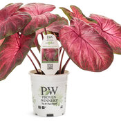 caladium_heart_to_heart_hot_flash_1qt.jpg