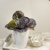 Color Full™ Dottie - Rose Painted Calathea (Prayer Plant family) - Calathea roseopicta