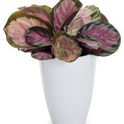 calathea_roseopicta_full_color_rosy_rose_painted_mono_01.jpg
