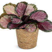 calathea_roseopicta_full_color_rosy_rose_painted_mono_02.jpg