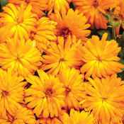 Lady Godiva® Orange - English Marigold - Calendula hybrid
