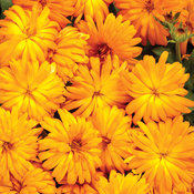 calendula_lady_godiva_orange.jpg