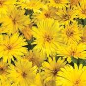 Lady Godiva® Yellow - English Marigold - Calendula hybrid