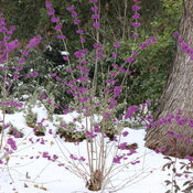 Thumbnail of Landscape: A shrub with leafless branches sporting bunches of brilliant purple berries.
