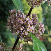 Thumbnail of Close-up: Pale pink flowers and buds are clustered together along a slender branch.