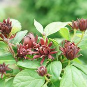 Simply Scentsational® - Sweetshrub - Calycanthus floridus
