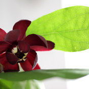 calycanthus_aphrodite_img_7711.jpg