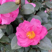 camellia-just-chill-double-mauve-2.jpg