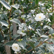 camellia-just-chill-double-white-3.jpg