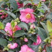 Thumbnail of Warm Hearted™ Pink - Camellia x sasanqua