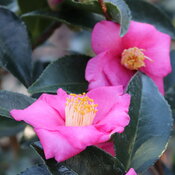 Thumbnail of Close-up: Two hot pink flowers centered with abundant yellow stamens surrounded by leaves.