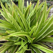 Thumbnail of 'Shade Fanfare' - Plantain-leaved Sedge - Carex plantaginea