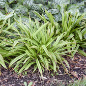 Thumbnail of Landscape: Carex Shade Fanfare Plantain-leaved Sedge