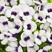 Catalina® Grape-o-Licious™ - Wishbone Flower - Torenia hybrid
