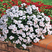 Cora® Cascade Polka Dot - Vinca - Catharanthus roseus