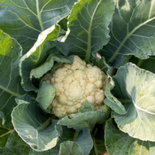 Thumbnail of Baby - Micro Cauliflower - Brassica oleracea