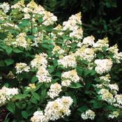 Hydrangea paniculata