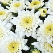 Celestial White Garden Mum - Chrysanthemum grandiflorum