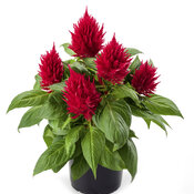 Kelos® Fire Red - Cockscomb - Celosia spicata