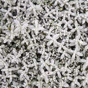 Thumbnail of Close-up: Cerastium Cloud Cover Snow in Summer