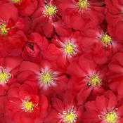 Double Take 'Scarlet Storm' Chaenomeles (quince)