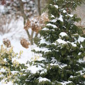 Winter view of Soft Serve False Cypress