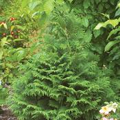 Soft Serve® - False Cypress - Chamaecyparis pisifera