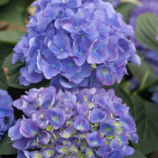 Cityline Rio Hydrangea