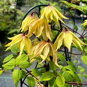 Canary yellow bell shaped blooms on Funyella clematis.