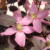 Two four petaled medium pink flowers centered with yellow stamens.