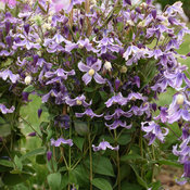 'Stand by Me Lavender' - Bush Clematis - Clematis hybrid
